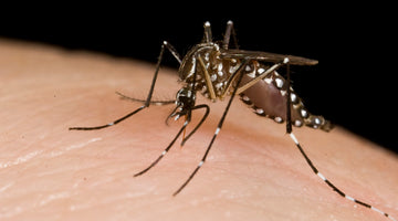 The Buzz About Mosquitoes